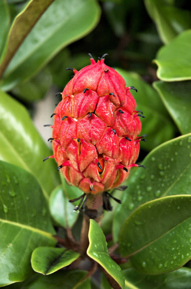 10 SOUTHERN MAGNOLIA TREE 12
